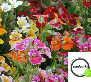 ELFENSPIEGEL CARNIVAL MIX SAMEN NEMESIA STRUMOSA BLUMENSAMEN