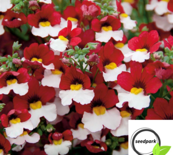 ELFENSPIEGEL ROT WEISS SAMEN NEMESIA STRUMOSA BLUMENSAMEN RED WHITE