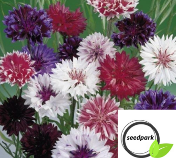 KORNBLUME DOUBLE FROSTY MIX SAMEN CENTAUREA CYANUS BLUMENSAMEN