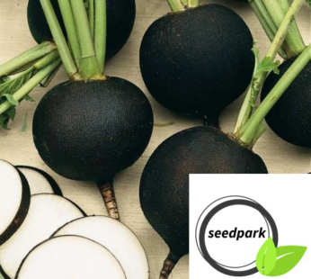 RADIESCHEN BLACK SPANISH ROUND SAMEN RAPHANUS SATIVUS GEMÜSESAMEN RETTICH