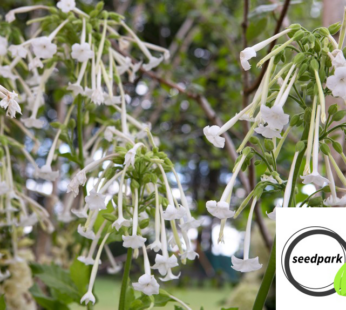 ZIERTABAK NICOTIANA AFFINIS ALBA SAMEN BLUMENSAMEN WEISSE TROPETENBLÜTEN