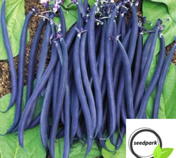 STANGENBOHNE BLAUHILDE SAMEN PHASEOLUS VULGARIS GEMÜSESAMEN BOHNEN