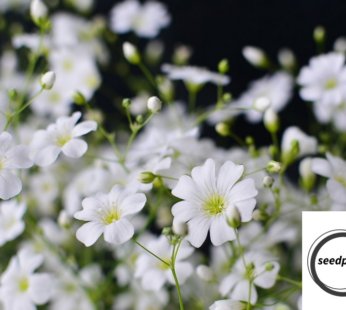 SOMMER SCHLEIERKRAUT WEISS SAMEN GYSOPHILA ELEGANS BLUMENSAMEN