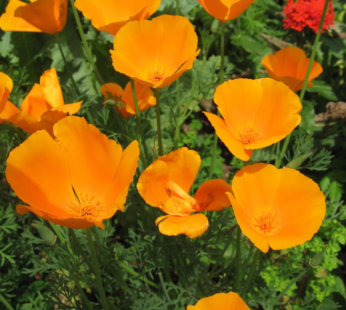 KALIFORNISCHER MOHN MIKADO ORANGE SAMEN ESCHSCHOLTZIA CALIFORNICA BLUMENSAMEN