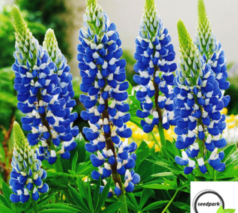LUPINE BLAU SAMEN SÜßLUPINE LUPINUS ANGUSTIFOLIUS NATÜRLICHE DÜNGUNG 60 SAMEN