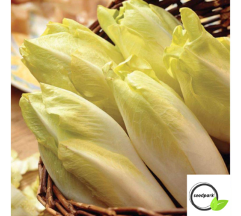 CHICOREE DE BRUXELLES SAMEN CICHORIUM INTYBUS GEMÜSESAMEN CHICORY RADICCHIO GELB