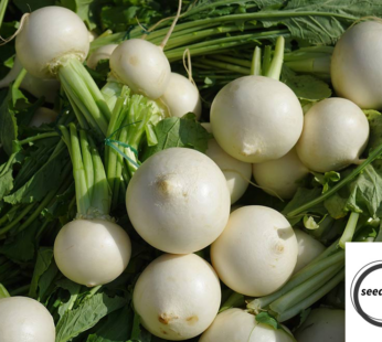 MAIRÜBE HOLLAENDISCHE WEISSE SAMEN SPEISERÜBE BRASSICA RAPA GEMÜSESAMEN
