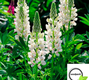 LUPINE WEISS SAMEN SÜßLUPINE LUPINUS ANGUSTIFOLIUS NATÜRLICHE DÜNGUNG 60 SAMEN
