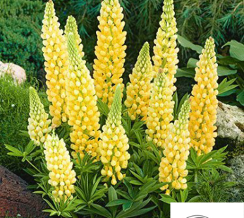 LUPINE GELB SAMEN SÜßLUPINE LUPINUS ANGUSTIFOLIUS NATÜRLICHE DÜNGUNG 60 SAMEN