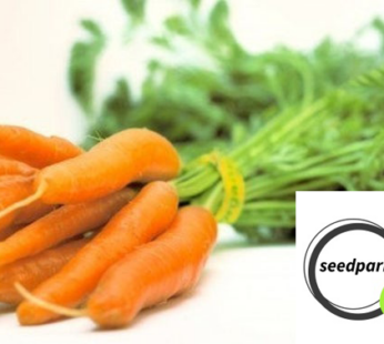KAROTTE LITTLE FINGER SAMEN DAUCUS CAROTA GEMÜSESAMEN MINI SNACK MÖHREN