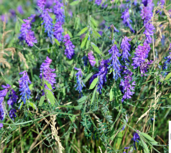 WINTERWICKE SAMEN VICIA VILLOSA BLUMENSAMEN WINTERFEST SEHR ROBUST