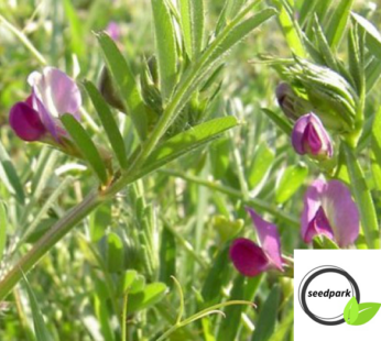SOMMERWICKE 100 SAMEN WICKE VICIA SATIVA WILDBLUME BIENENFREUNDLICH BLUMENSAMEN