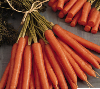 KAROTTE AMSTERDAM FORCING SAMEN DAUCUS CAROTA GEMÜSESAMEN MÖHRE
