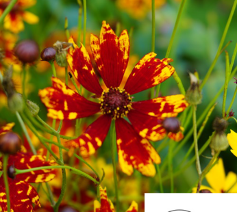 FÄRBER MÄDCHENAUGE SAMEN COREPSIS TINCTORIA BLUMENSAMEN ORANGE BIS ROTE BLUMEN