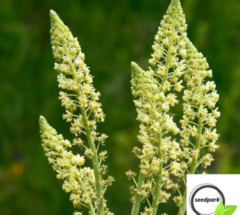 RESEDA SAMEN RESEDA ODORATA BLUMENSAMEN GRÜNE BLÜTEN WOHLRIECHENDER WAU