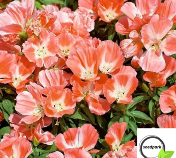 SOMMERAZALEE ORANGE GLORY SAMEN GODETIA GRANDIFLORA BLUMENSAMEN ORANGE BLÜTEN