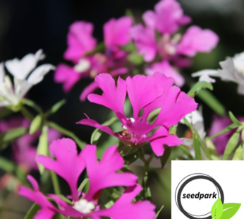 MANDELRÖSCHEN SAMEN CLARKIA PULCHELLA BLUMENSAMEN FEENARTIGE BLÜTEN