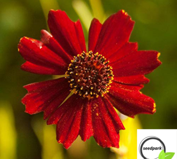 MÄDCHENAUGE SAMEN COREPSIS TINCTORIA BLUMENSAMEN STRAHLENFÖRMIGE BLÜTEN