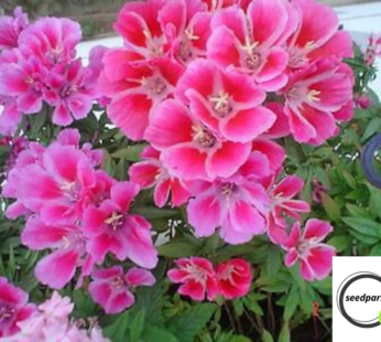 SOMMERAZALEE MONARCH MIX SAMEN GODETIA GRANDIFLORA BLUMENSAMEN BUNTE BLÜTEN