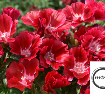 SOMMERAZALEE ROT BRILLIANT SAMEN GODETIA GRANDIFLORA BLUMENSAMEN ROTE BLÜTEN