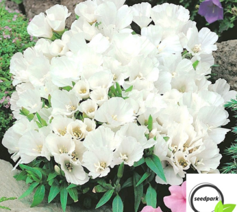 SOMMERAZALEE GODETIA WEISS SAMEN GODETIA GRANDIFLORA BLUMENSAMEN WEISSE BLÜTEN