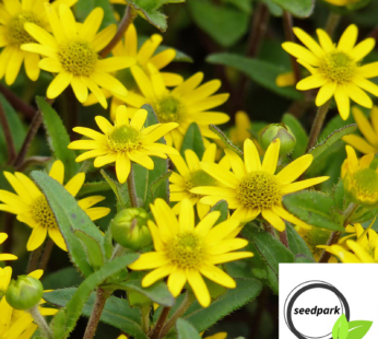HUSARENKNÖPFE SAMEN SANVITALIA PROCUMBENS BLUMENSAMEN HUSARENKNOPF GELBE BLÜTEN