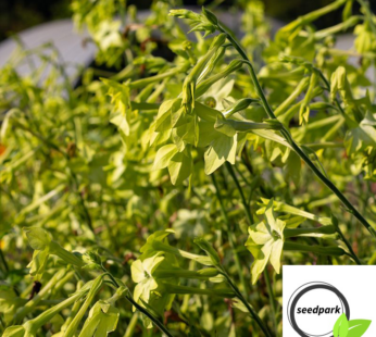 ZIERTABAK LIME GREEN SAMEN DUFTTABAK NICOTIANA ALATA BLUMENSAMEN GRÜNE BLÜTEN