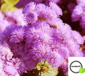 LEBERBALSAM ROSA SAMEN AGERATUM MEXICANUM BLUMENSAMEN ROSAFARBIGE BLÜTEN