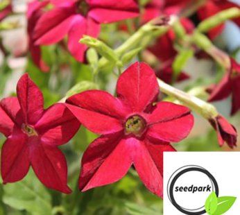 DUFTTABAK CRIMSON BEDDER SAMEN NICOTIANA ALATA BLUMENSAMEN ROTE BLÜTEN