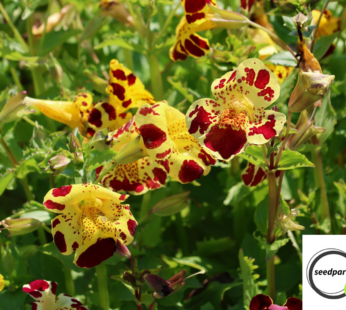 GAUKLERBLUME SAMEN MIMULUS TIRGRINUS BLUMENSAMEN GELB ROTE BLÜTEN AFFENBLÜTEN