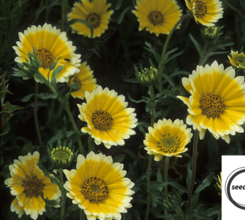 MARGERITE GELB SAMEN LAYIA ELEGANS PLATYGLOSSA BLUMENSAMEN GELB WEISSE BLÜTEN
