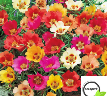 PORTULAKRÖSCHEN HAPPY HOUR SAMEN PORTULACA GRANDIFLORA BLUMENSAMEN BUNTE BLÜTEN
