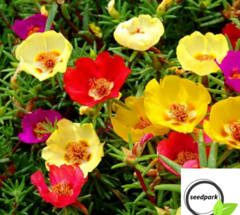 PORTULAKRÖSCHEN SINGLE MIX SAMEN PORTULACA GRANDIFLORA BLUMENSAMEN BUNTE BLÜTEN