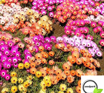 MITTAGSBLUME RABATTENSTOLZ MIX SAMEN DOROTHEANTHUS BELLIDIFORMIS BLUMENSAMEN