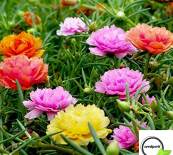 PORTULAKRÖSCHEN DOUBLE MIX SAMEN PORTULACA GRANDIFLORA BLUMENSAMEN BUNTE BLÜTEN