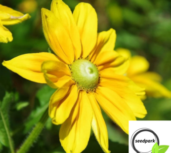 SONNENHUT GREEN EYES SAMEN RUDBECKIA HIRTA BLUMENSAMEN GELBE BLÜTEN GRÜNER KERN