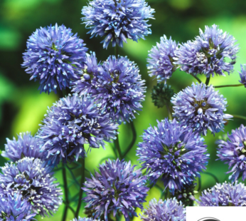 VOGELÄUGLEIN SAMEN KOPFIGE GILIE BLUMENSAMEN GILIA CAPITATA LAVENDELBLAUE BLÜTEN