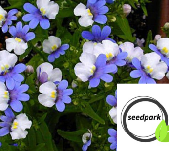 ELFENSPIEGEL BLUE WHITE SAMEN NEMESIA STRUMOSA BLUMENSAMEN BLAU WEISSE BLÜTEN