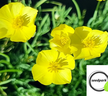 GELBER KALIFORNISCHER MOHN SAMEN ESCHSCHOLZIA CAESPITOSA BLUMENSAMEN GELBE BLÜTE