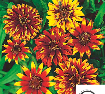 ZINNIE OLD MEXICO SAMEN ZINNIA HAAGEANA BLUMENSAMEN GELB BIS RÖTLICHE BLÜTEN
