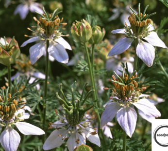 ECHTER SCHWARZKÜMMEL SAMEN NIGELLA SATIVA BLUMENSAMEN WEISSE BLÜTEN