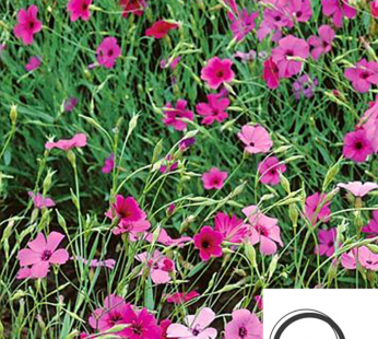 KLEBNELKE ROSA MIX SAMEN VISCARIA OCULATA BLUMENSAMEN BUNTE KLEINE BLÜTEN