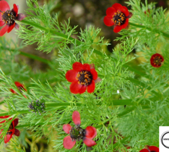SOMMER ADONISRÖSCHEN SAMEN ADONIS AESTIVALIS BLUMENSAMEN ORANGE ROTE BLÜTEN