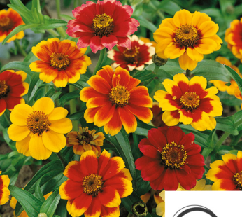 ZINNIE CHIPPENDALE MIX SAMEN ZINNIA HAAGEANA BLUMENSAMEN MEHRFARBIGE BLÜTEN