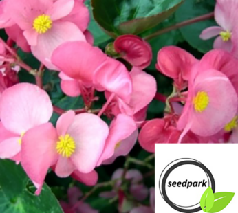 BEGONIE ROSA SAMEN BEGONIA SEMPERFLORENS BLUMENSAMEN AUGENWEIDE IM GARTEN