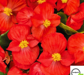 BEGONIE ROT SAMEN BEGONIA SEMPERFLORENS BLUMENSAMEN AUGENWEIDE IM GARTEN