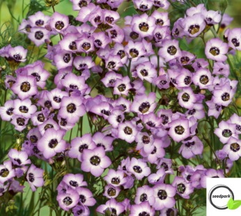 VOGELÄUGLEIN SAMEN GILIA TRICOLOR BLUMENSAMEN VIOLETTE BIS LILAFARBENE BLÜTEN