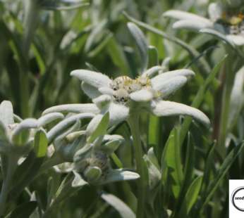 ALPEN EDELWEISS SAMEN LEONTOPODIUM ALPINUM BLUMENSAMEN UNVERKENNBARE SCHEINBLÜTE