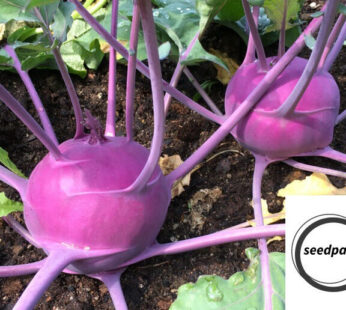 KOHLRABI PURPLE VIENNA SAMEN BRASSICA OLEARACEA GEMÜSESAMEN NUSSIGER GESCHMACK