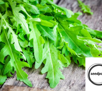 SALAT RUCOLA SAMEN RUKOLA SALATRAUKE RAUKE KRÄUTERSAMEN DIPLOTAXIS TENUIFOLIA